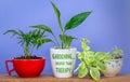 GardeningÃ¢â¬Â¦ Cheaper than therapy text on mug used as a plant pot for houseplant, eco therapy